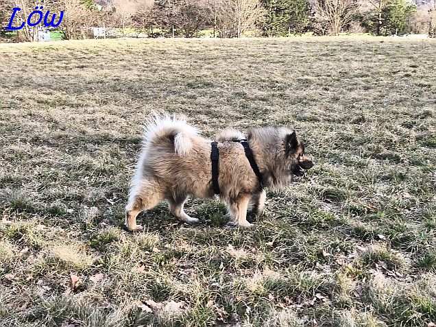 21.3.2025 - Dwix alleine unterwegs